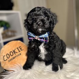 Cavapoo, Cockapoo, and Poodle Puppies from Benji’s Cockapoos