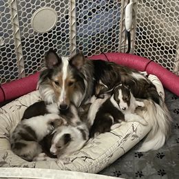 Shetland Sheepdog Puppies from Wild and Wonderful Shelties