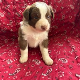 Australian Shepherd Puppies from Chania Vos