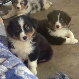 KINGSLEY - Black tri-color male Australian Shepherd puppy in Elk Creek, Missouri from Hearts on Fire Australian Shepherds