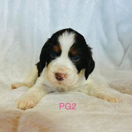 PG2 - Liver white and tan female English Springer Spaniel puppy in Britton, South Dakota from K&S Canines