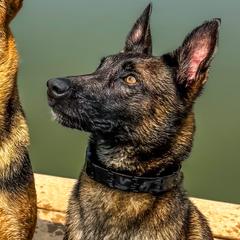 Belgian Malinois and Dutch Shepherds from ArcanaK9