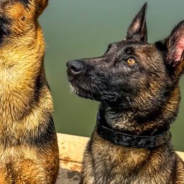 Belgian Malinois and Dutch Shepherds from ArcanaK9