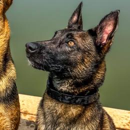 Belgian Malinois and Dutch Shepherds from ArcanaK9