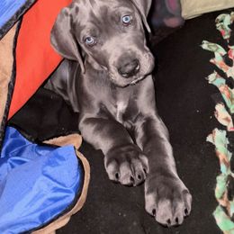 Great Dane Puppies from LC Blue Great Danes