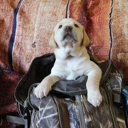 Labrador Retriever Puppies from Coram Deo Retrievers