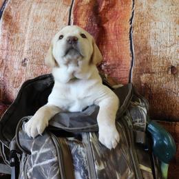 Labrador Retriever Puppies from Coram Deo Retrievers