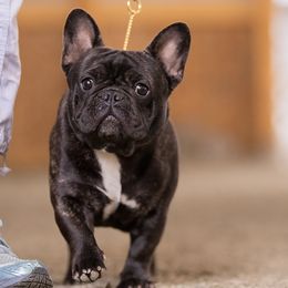 MERCEDES - French Bulldog