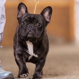 MERCEDES - French Bulldog