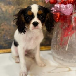 Boy 3 - Cavalier King Charles Spaniel puppy from Angel Breed Solutions