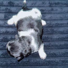 Oreo - Black and white female Shihpoo puppy in Sumter, South Carolina from DWS KENNEL SERVICES