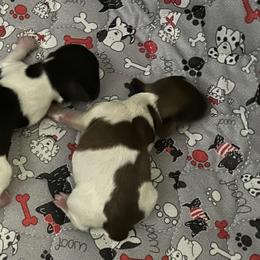 Walnut- Boy 3 - Piebald male Dachshund puppy in Wolf Lake, Indiana from Canisteo Dachshunds