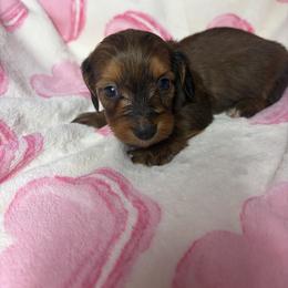 Toby - Brindle male Dachshund puppy in Lake City, Florida from My Ditzy Doxies of Florida