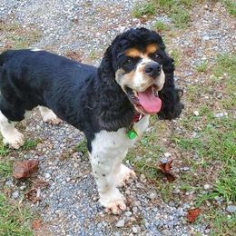 Hendricks - Cocker Spaniel
