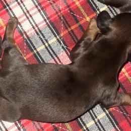 Poodle Puppies from TMJ Dachshunds & More
