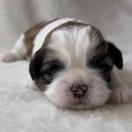 Shih Tzu Puppies from Little Miracles Shih Tzu
