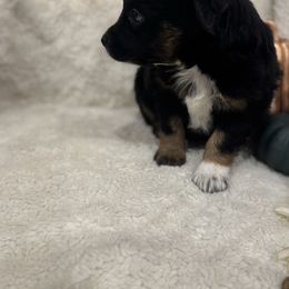 Bit- Meadow - Black tri female Miniature Australian Shepherd puppy in Bozeman, Montana from +s mini Aussies