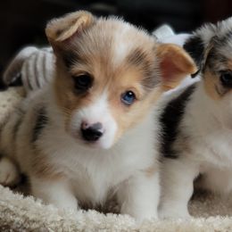 American Corgi and Pembroke Welsh Corgi Puppies from DnD Corgis