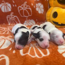 Puppy 3 - White and black male Chinese Crested puppy in Auburn, Kansas from TopBrass Kennels