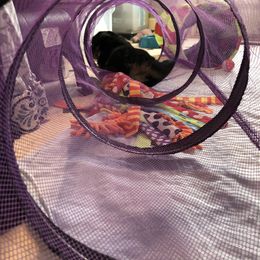 Miniature American Shepherd Puppies from Stones River Mini American Shepherds