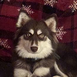 Philly - Pomsky