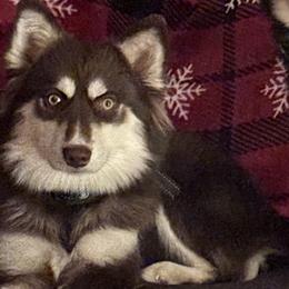 Philly - Pomsky