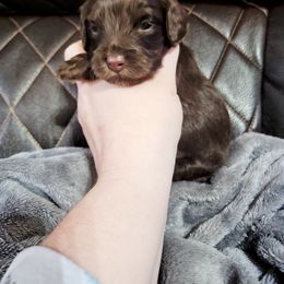 Cockapoo Puppies from Golden Paws