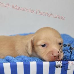 Choc based crem - Cream male Dachshund puppy in Seminary, Mississippi from Down South Mavericks Dachshunds