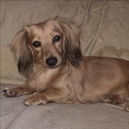 Beanie - Dachshund