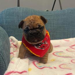 Girl 1 - Fawn female French Bulldog puppy in Girard, Kansas from Frenchie Kingdom