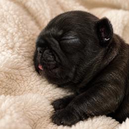 Astrid - Brindle female French Bulldog puppy in Largo, Florida from Mosaic French Bulldogs