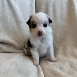 Topaz - Blue merle female Australian Shepherd puppy in Heber City, Utah from Junipersdoodles