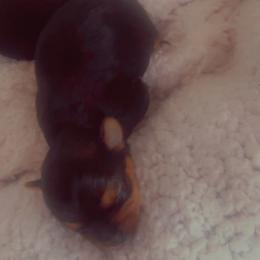 Yorkshire Terrier Puppies from Nell’s Adorable Yorkshire’s