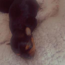 Yorkshire Terrier Puppies from Nell’s Adorable Yorkshire’s