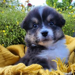 Clove - Australian Shepherd puppy from Louvre Australian Shepherds