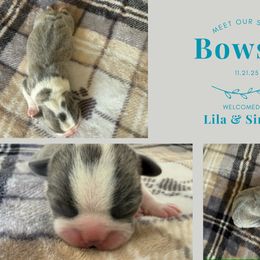 Bowser - Blue male Boston Terrier puppy in El Paso, Texas from Little Mister and Little Miss Boston Terriers