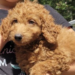 Labradoodles from SUNNY SIDE DOODLES
