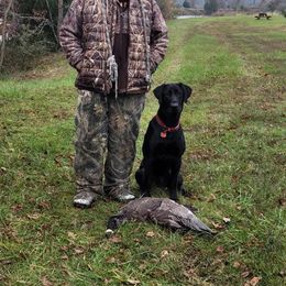 Labrador Retriever All Grown Up from Hallelujah Retrievers