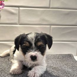 Yorkshire Terriers from The Yorkshire Manor