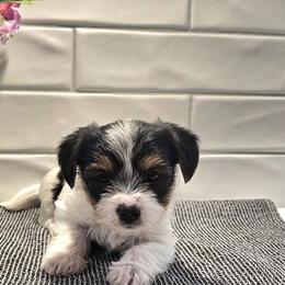 Yorkshire Terriers from The Yorkshire Manor