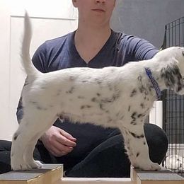 Blue - White and black Dalmatian puppy in Fort Dodge, Iowa from Carter's Dalmatians