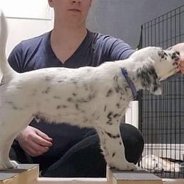 Blue - White and black Dalmatian puppy in Fort Dodge, Iowa from Carter's Dalmatians