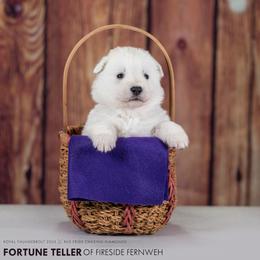 Purple collar - White female Berger Blanc Suisse puppy in Chestnut, Illinois from Fireside Fernweh