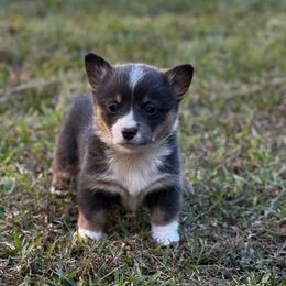 Bluie - Blue female Pembroke Welsh Corgi puppy in Livingston, Texas from Shining J Corgis
