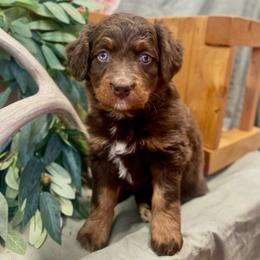 Coco Puffs - male Australian Mountain Doodle puppy in Randolph, Utah from Dry Canyon Pups
