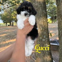 Gucci - Tri-color male Bernedoodle puppy in Mount Vernon, Missouri from PoodlelyDoodlely