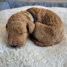 Willy (Gray Collar) - Apricot male Goldendoodle puppy in Lincoln, California from Lincoln Goldendoodles