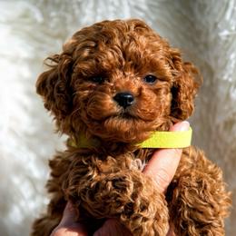 Mars- Green Collar - Red  male Poodle puppy in Atlanta, Georgia from Sprinkle Me Puppy
