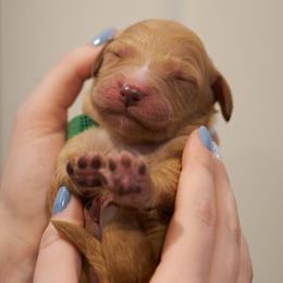 Pumba - Dark Green collar - Apricot male Goldendoodle puppy in Arlington, Washington from Anderson Goldendoodles