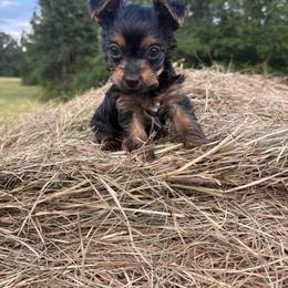 Dino - Black and tan male Yorkshire Terrier puppy in Jayess, Mississippi from Barbara Clark